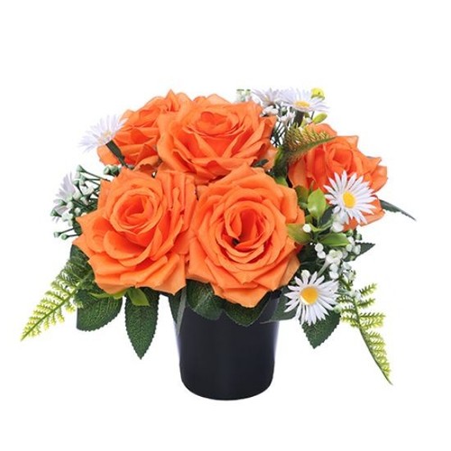 Orange rose daisy - orange, pot