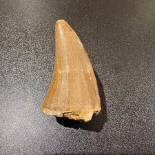 Large Mosasaur Tooth Fossil
