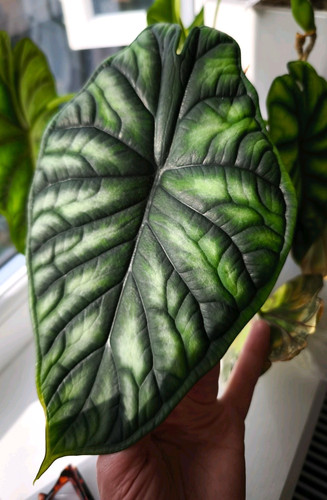 Alocasia dragon scale young - alocasia,