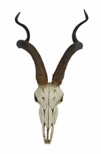 African Kudu Antelope Skull
