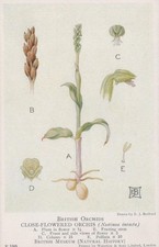 British Museum Postcard -