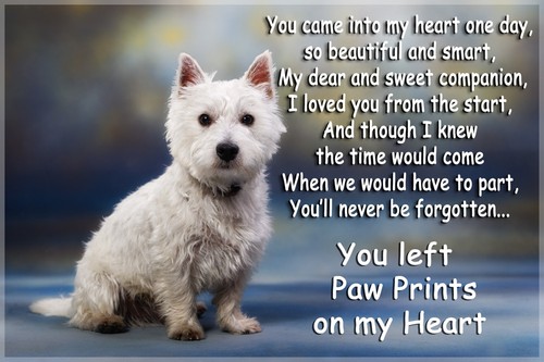 Westie dog pet - pet, loss
