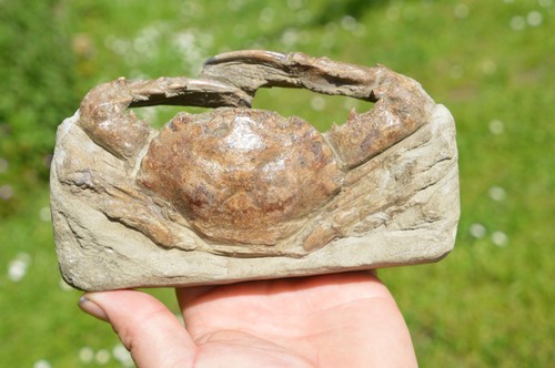 Lovely large rare - lovely, crab