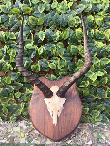 Taxidermy impala horns - taxidermy, skull