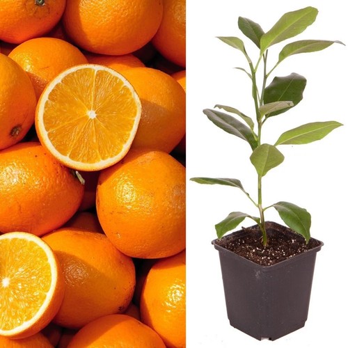 Citrus orange tree bush - orange,
