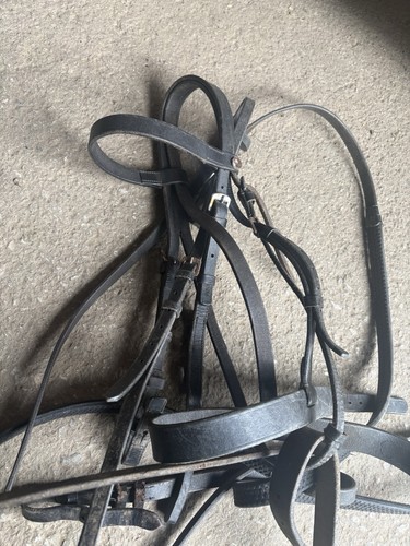 Windsor pony bridle with cob - pony,