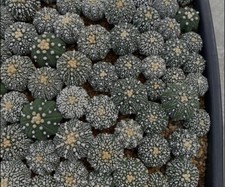 50 seeds in mixture of