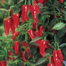 ?100% Genuine Bullet Chilli Pepper Seeds - High Yield ? FAST Shipping! 