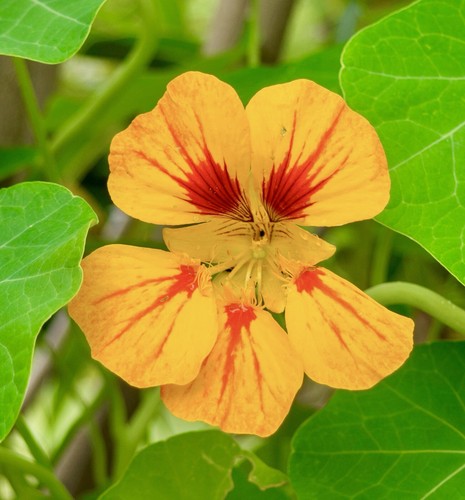 Ice cream sundae nasturtium - ice,