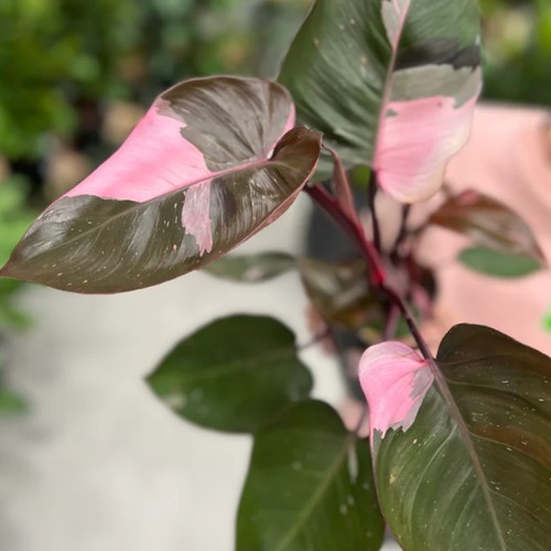 Philodendron pink princess - princess,