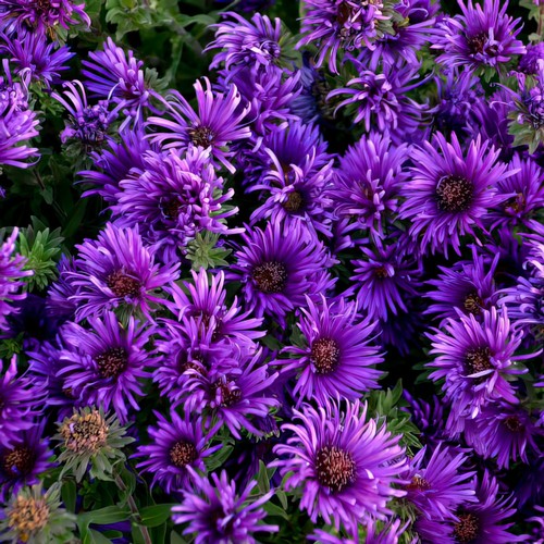 Aster grape crush purple - grape,