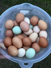 6 Mixed Chicken Eggs