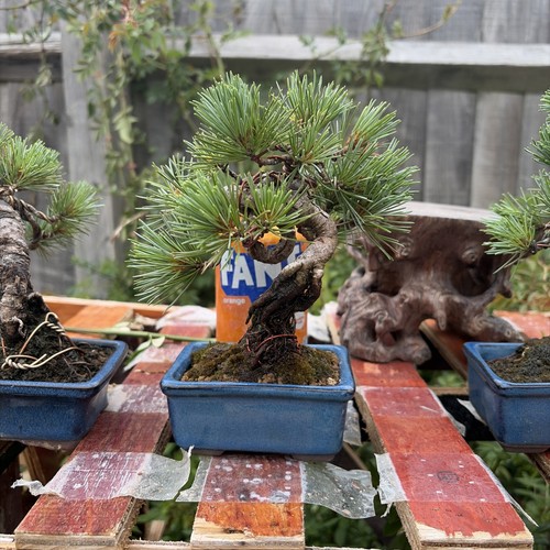 Japanese white pine bonsai - pine,