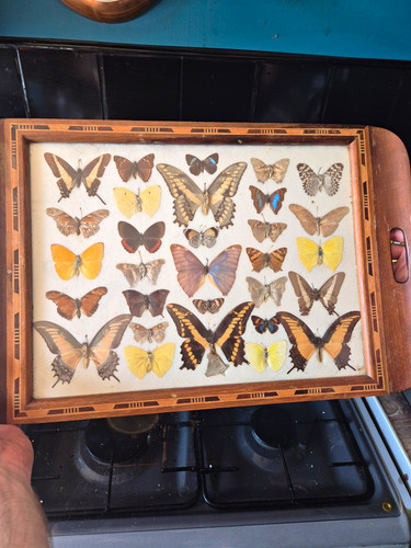 Mounted butterfly moth - butterfly,