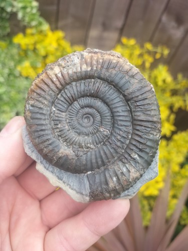 Large quality dactylioceras - large,