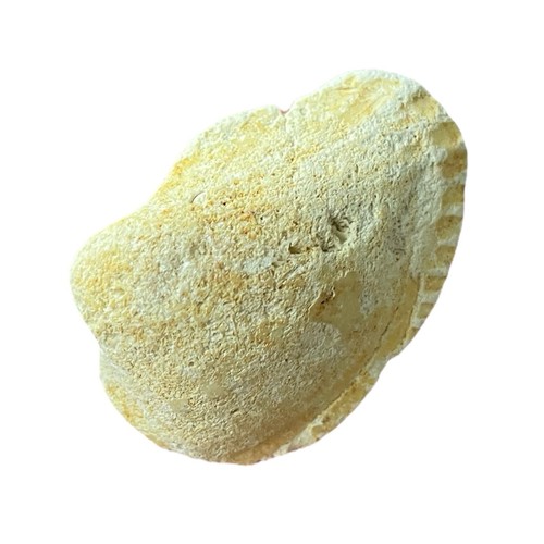 Large oval shape fossilised - large,