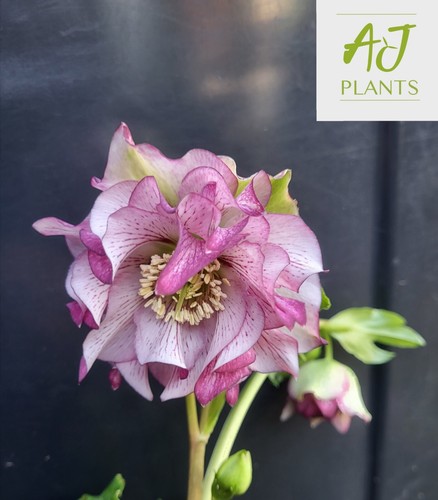 Helleborus orientalis double - helleborus,