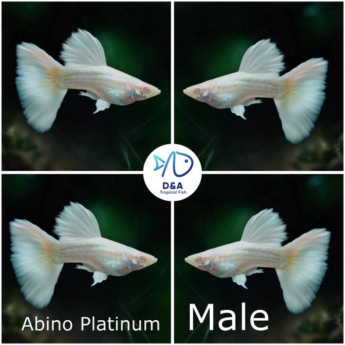 Trio live aquarium guppy - 1,