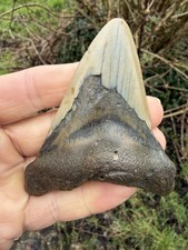 Fossil megalodon shark tooth - megalodon,