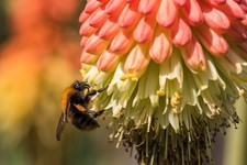 Red Hot Poker Live Butterfly
