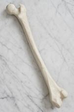 Life-Size Human Femur Bone