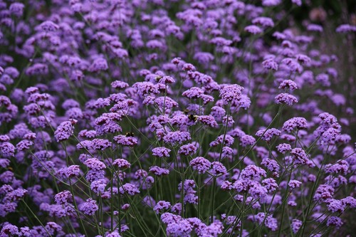 Verbena bonariensis dwarf - bonariensis,