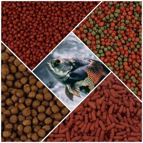 Oscar cichlid fish food - oscar,