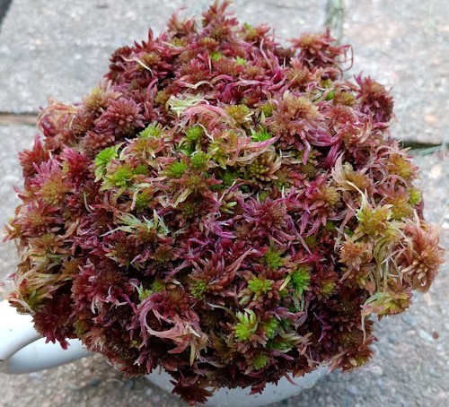 Live sphagnum moss - ,