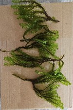 Hookeriacea Moss for Aquarium