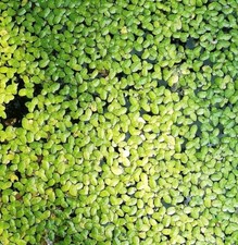 1000+ duckweed floating live