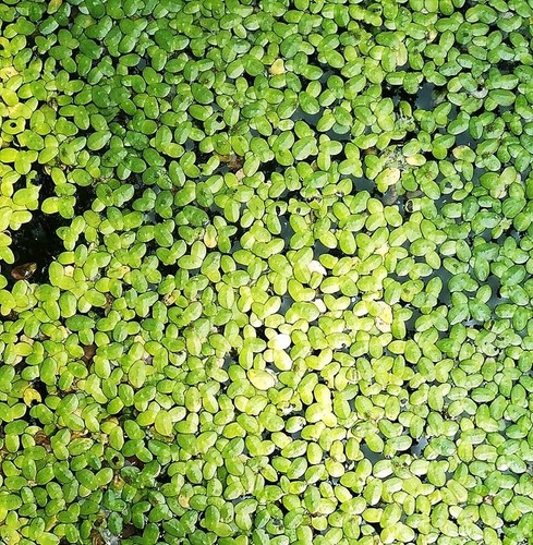 1000 duckweed floating - duckweed, live