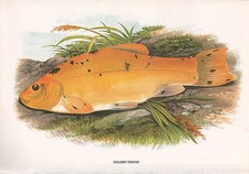 VINTAGE FACSIMILE FISH PRINT ~