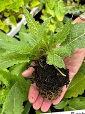 Salvia Pratensis White