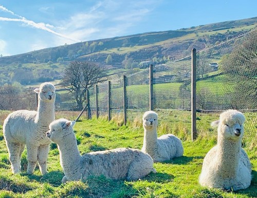 Raw alpaca fleece unwashed - raw,