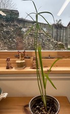 UMBRELLA PLANT - Cyperus