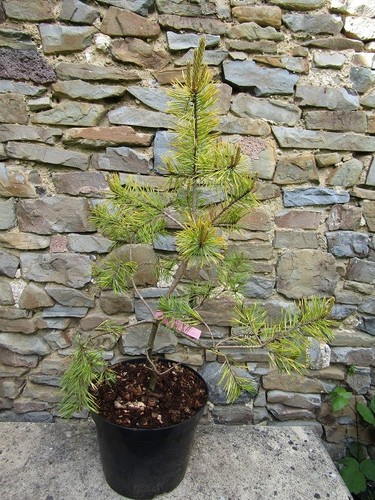 Pinus sylvestris gold
