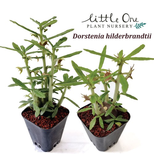 Dorstenia hildebrandtii seeds - hildebrandtii,
