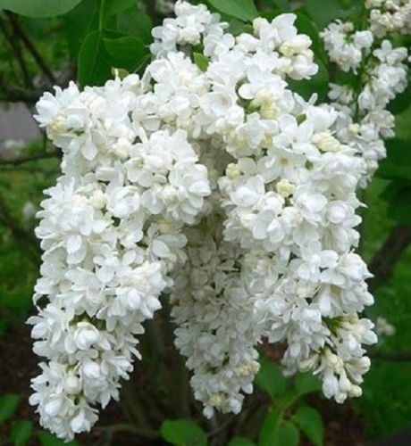 White lilac seeds tree - 25,
