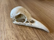 Replica Crow Specimen