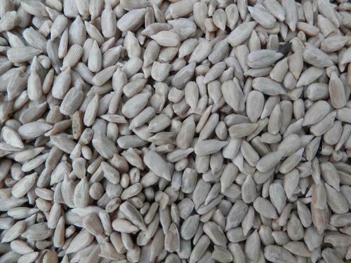 Sunflower hearts wild - sunflower, bird