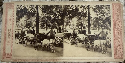 Antique stereoview goat - stereoview,