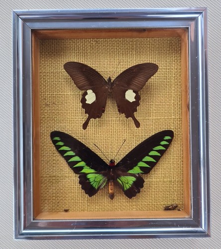 Vintage framed butterfly - vintage,