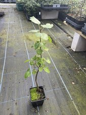 Common Pear Tree - Pyrus