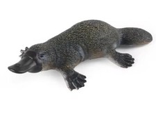 Duck-billed Platypus Animal