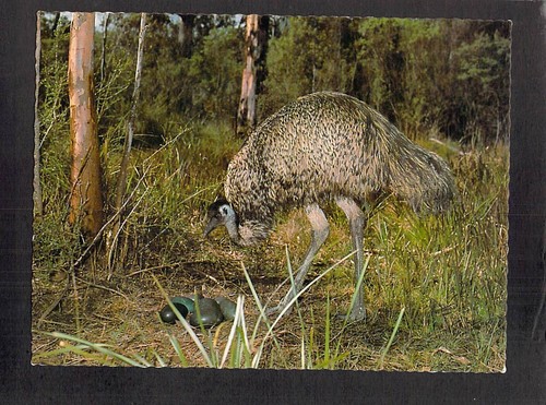 C5720 australia birds emu - c5720,