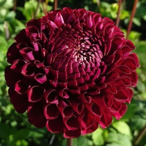Blyton red ace dahlia plant - red,
