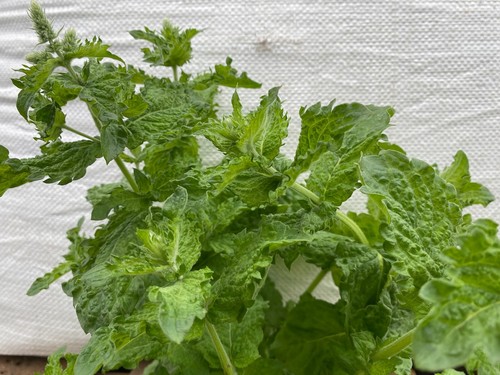 Mojito mint mentha nemorosa - mint,