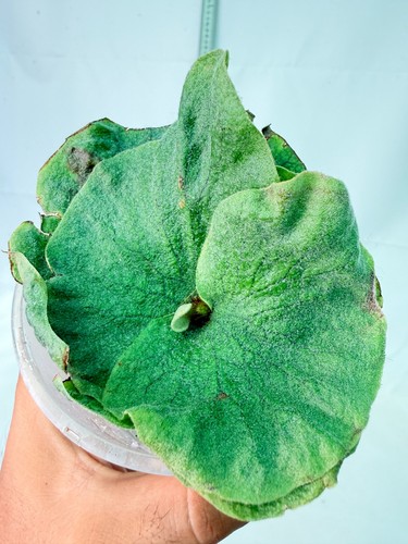 Platycerium grande - platycerium,