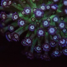 Blueberry Glitter Goniopora XL