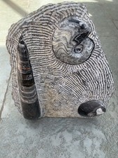 Orthoceras Gonitite Polished fossil Morocco